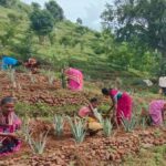 பழங்குடியின மேம்பாடு… கிழக்கு தொடர்ச்சி மலைப்பகுதிகளிலும் அமலாகும் SADP