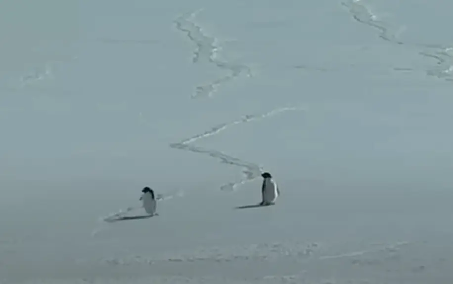 Screenshot 2026-01-24 165351